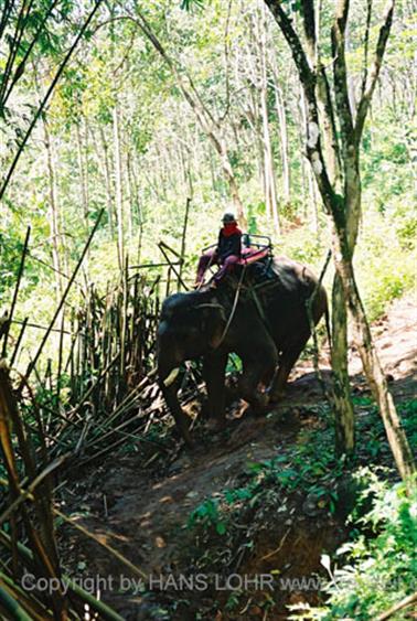 15 Thailand 2002 F1130012 Khao Lak Ausflug Elefantentrekking_478